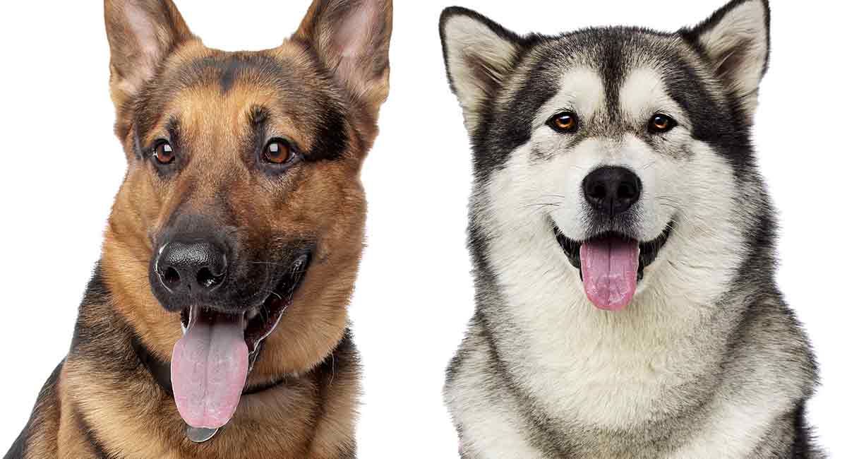 How to Train a German Shepherd Malamute Mix