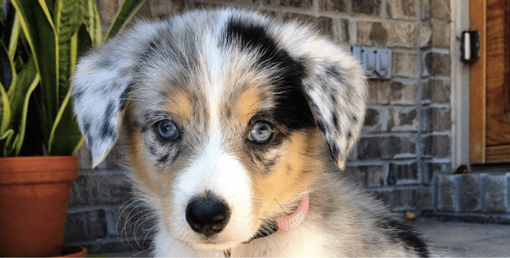 How to Train an Australian Shepherd Chihuahua Mix