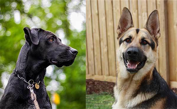 Great Dane German Shepherd Mix Guides Allgshepherds