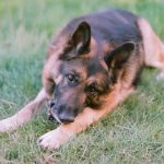 Is Your German Shepherd Overweight