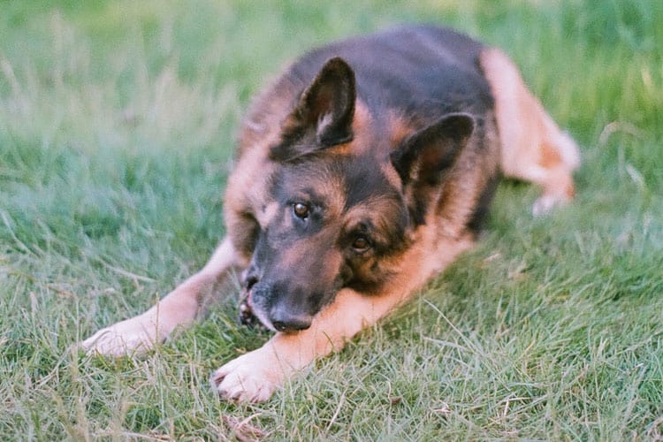 Is Your German Shepherd Overweight