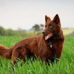 Liver Colored German Shepherd