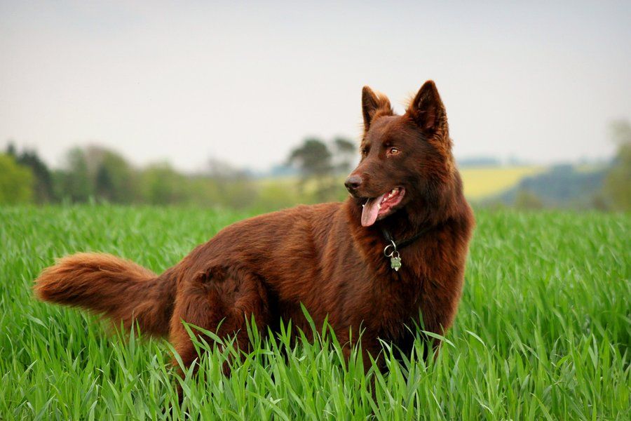 Liver Colored German Shepherd