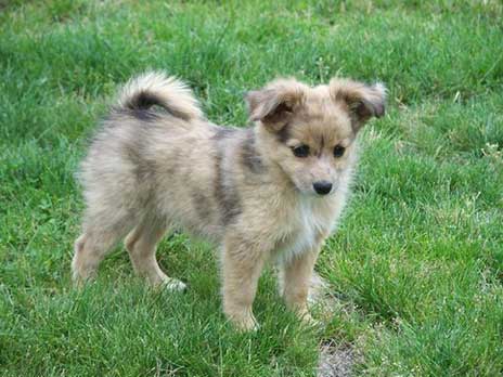 Origin of the German shepherd pomeranian mix