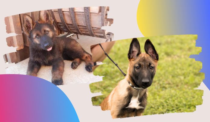 Red Sable German Shepherd Puppy Vs Belgian Malinois - Image By germanshepherddog