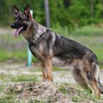 Sable German Shepherd