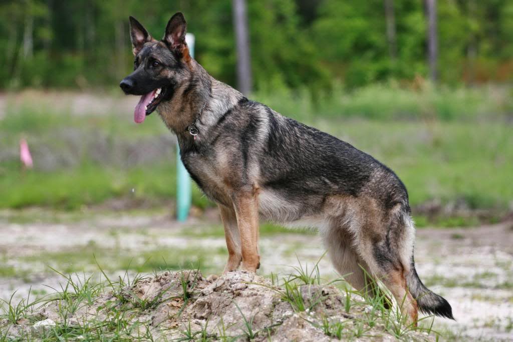 Sable German Shepherd