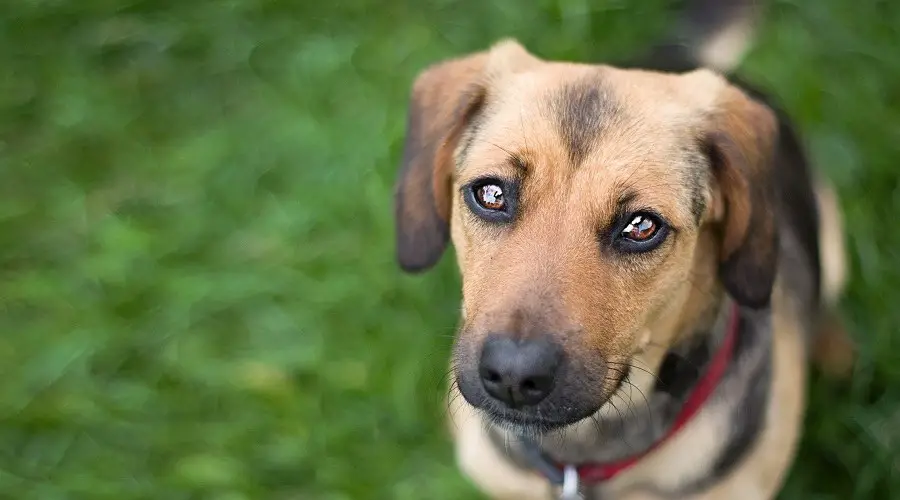 Some Facts About the German Shepherd and Dachshund Mix