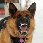 What Age Does A German Shepherd Become Aggressive