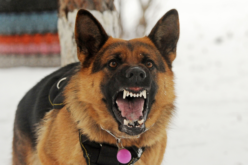 What Age Does A German Shepherd Become Aggressive