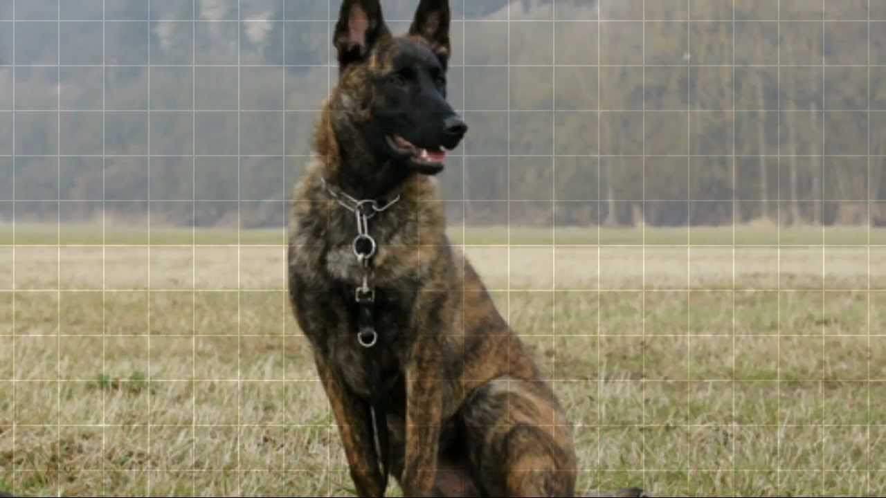 What Are The Differences Between The German Shepherd And The Belgian Malinois