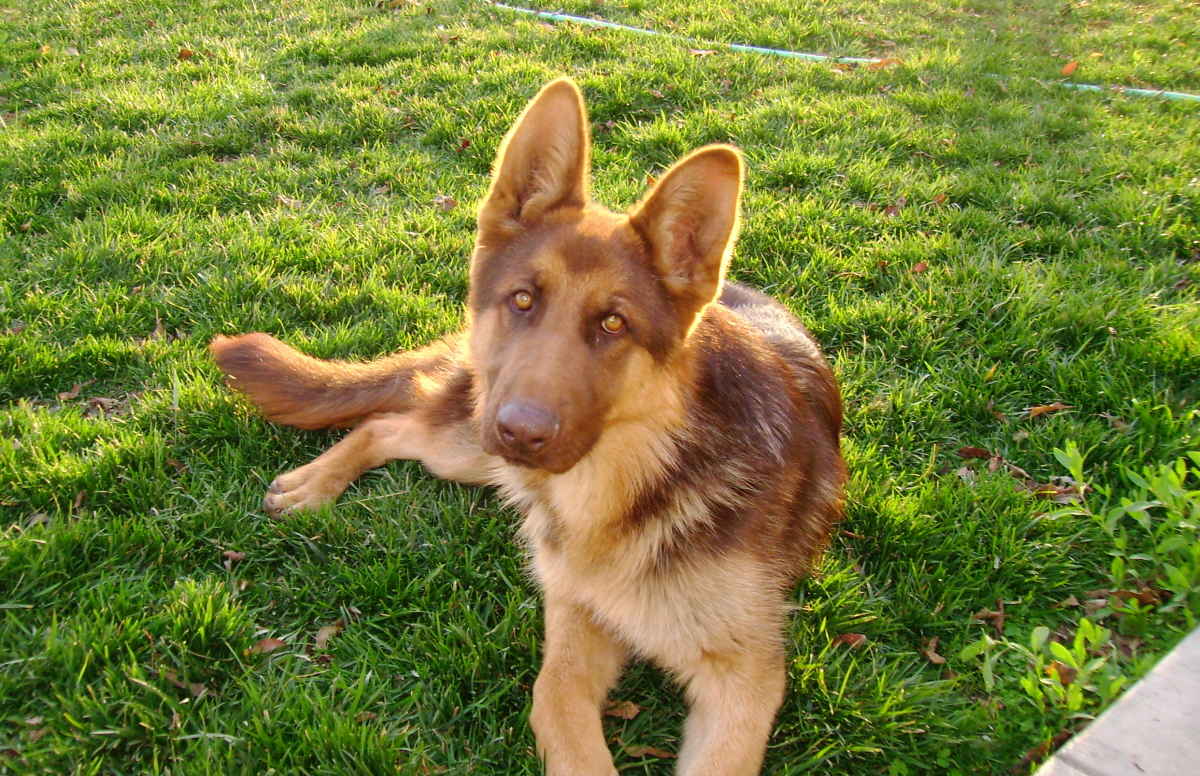 What Do Liver German Shepherd Puppies Look Like