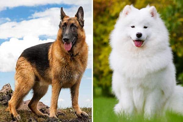 What Is A German Shepherd Samoyed Mix