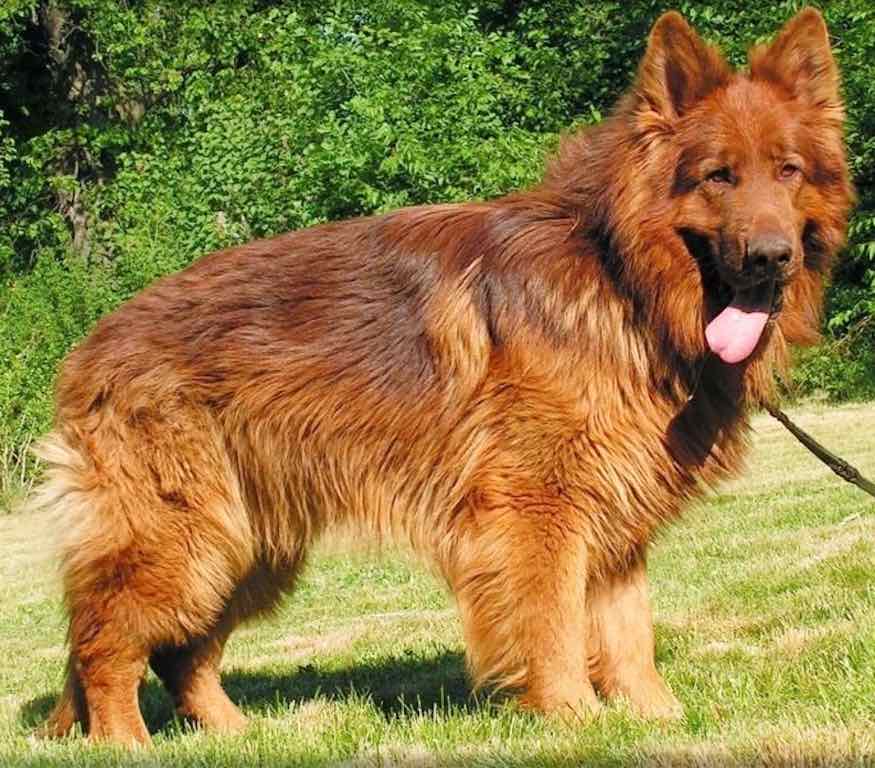 What Is A Liver German Shepherd?