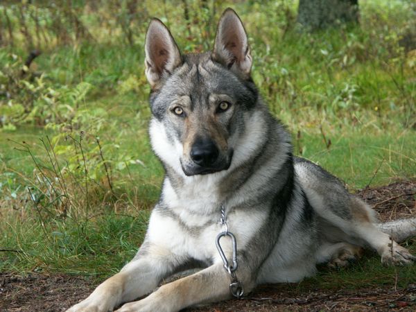 What Is An American Tundra Shepherd