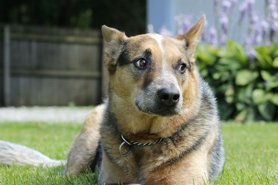 What is a Blue Heeler German Shepherd Mix - Image By alittlepup