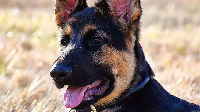 What is a German Shepherd Greyhound Mix