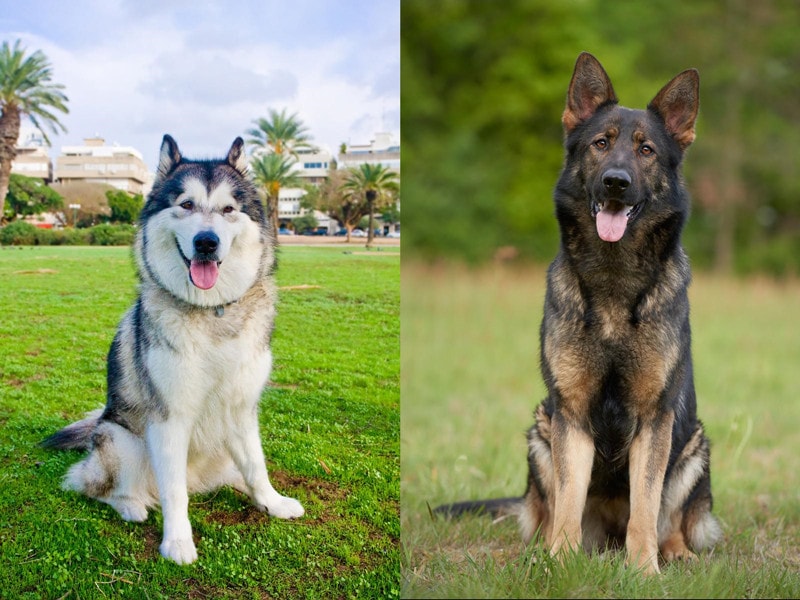 What is a German Shepherd Malamute Mix