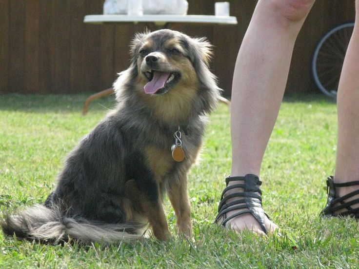 What is an Australian Shepherd Chihuahua mix