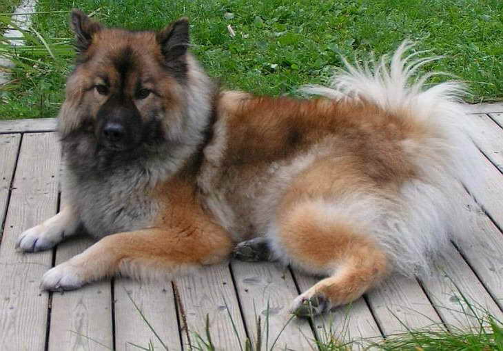 German Shepherd Pomeranian Mix: A Ultimate Guide - Allgshepherds