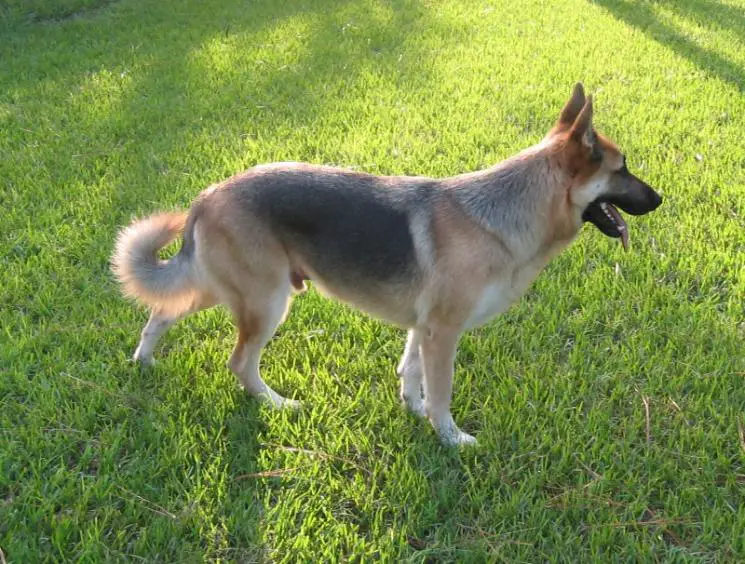 Common Tail Problems Among German Shepherds
