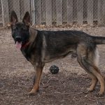 Do German Shepherds Have Curly Tails