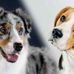 Australian Shepherd Beagle Mix