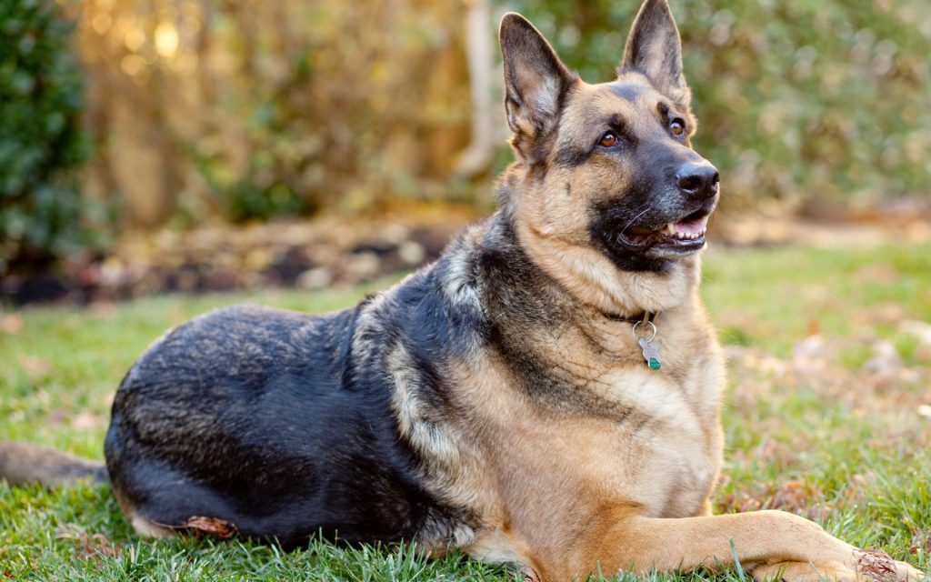 Best Male And Female German Shepherd Names Allgshepherds