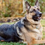 Best Male And Female German Shepherd Names