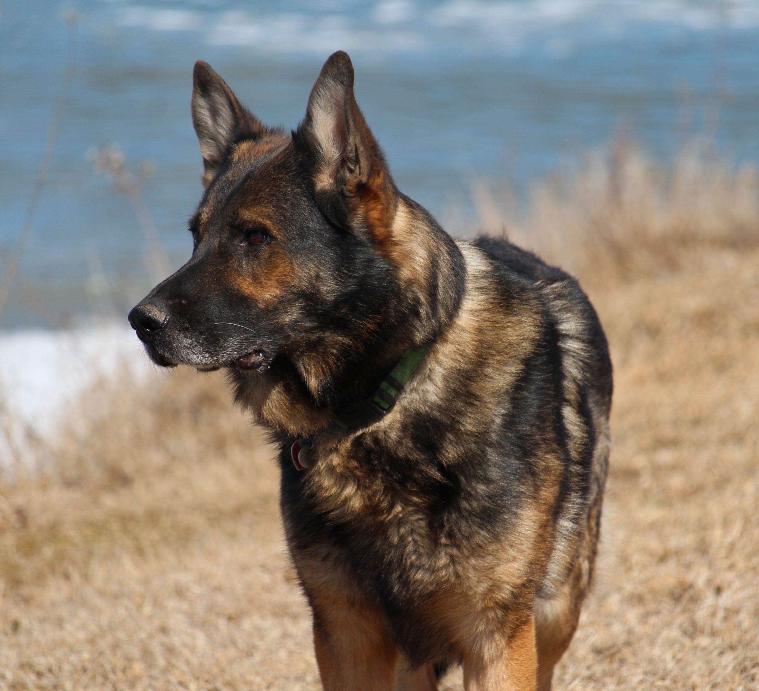 Brindle Sable German Shepherd