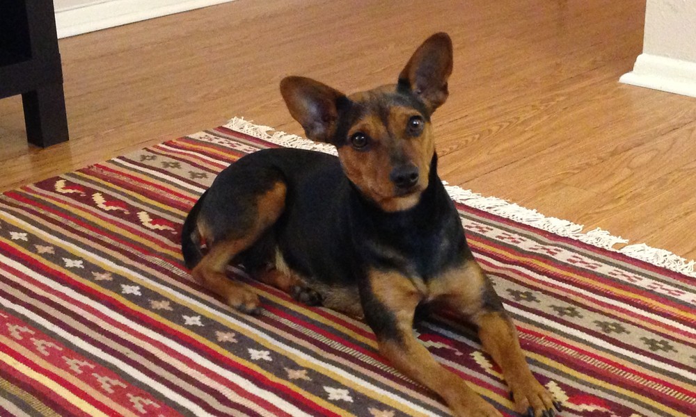 German Shepherd Yorkie Mix