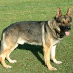 Gray Sable German Shepherd