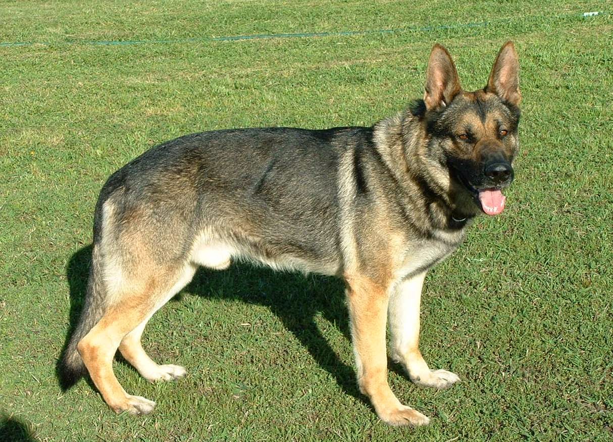 Gray Sable German Shepherd