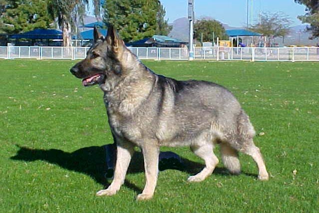 How To Care For A Gray Sable German Shepherd Mix