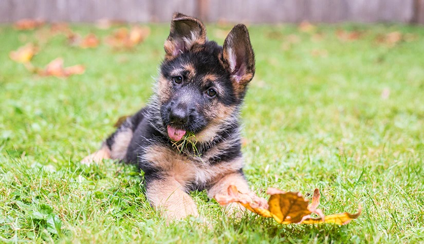 How To Cook Zucchini For Dogs