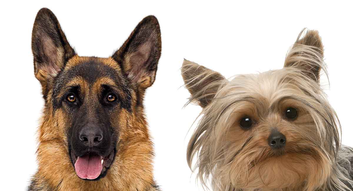 How to train the German Shepherd Yorkie Mix