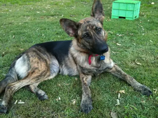 Some fact about Brindle Sable German Shepherd mix