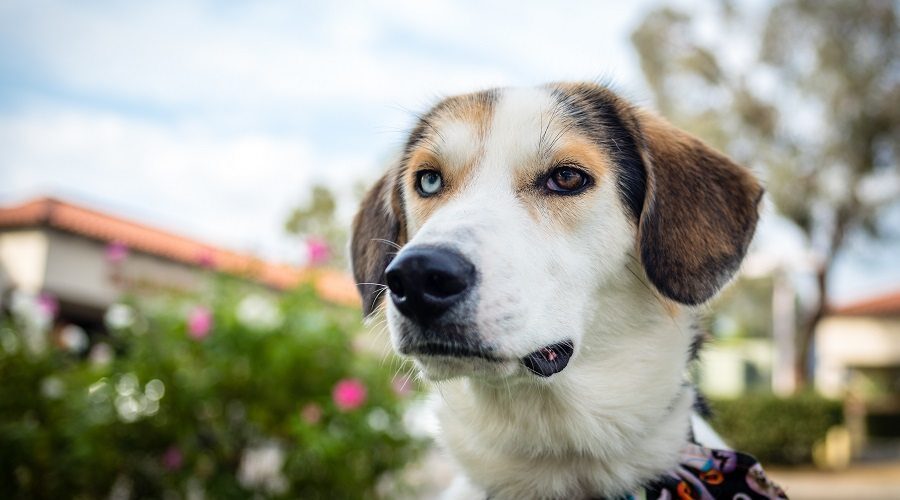 Some facts about the Australian Shepherd Beagle mix