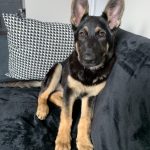 6-Month-Old German shepherd