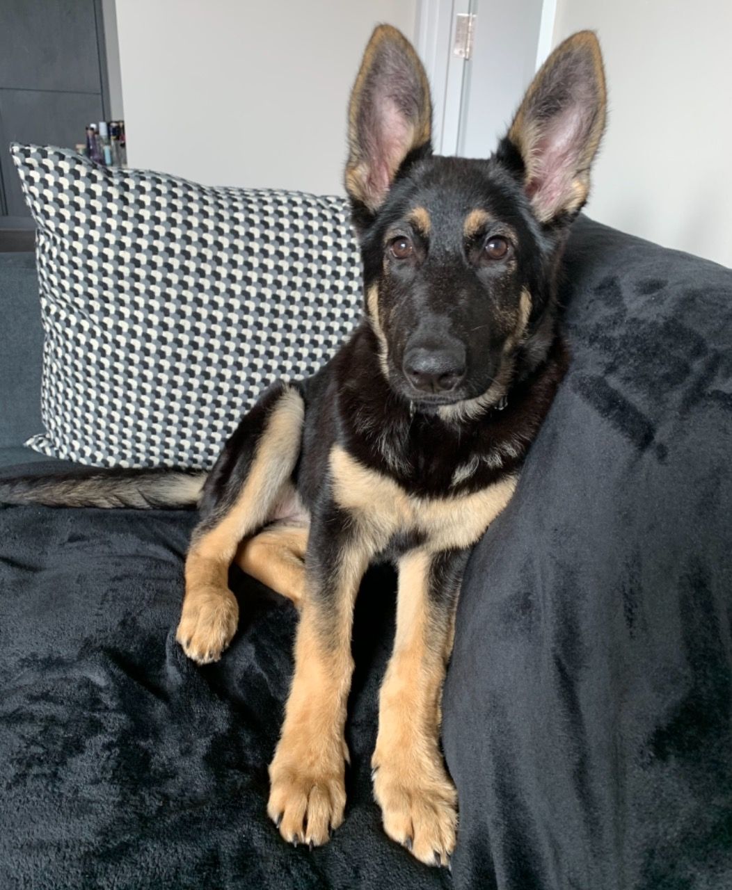 6-Month-Old German shepherd