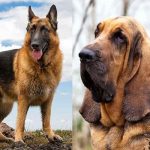 German Shepherd Bloodhound Mix