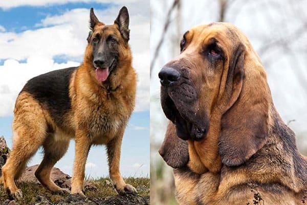 German Shepherd Bloodhound Mix