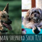 German shepherd Shih Tzu Mix