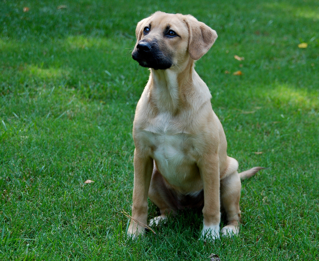 Health Issues Of German Shepherd Bloodhound Mix