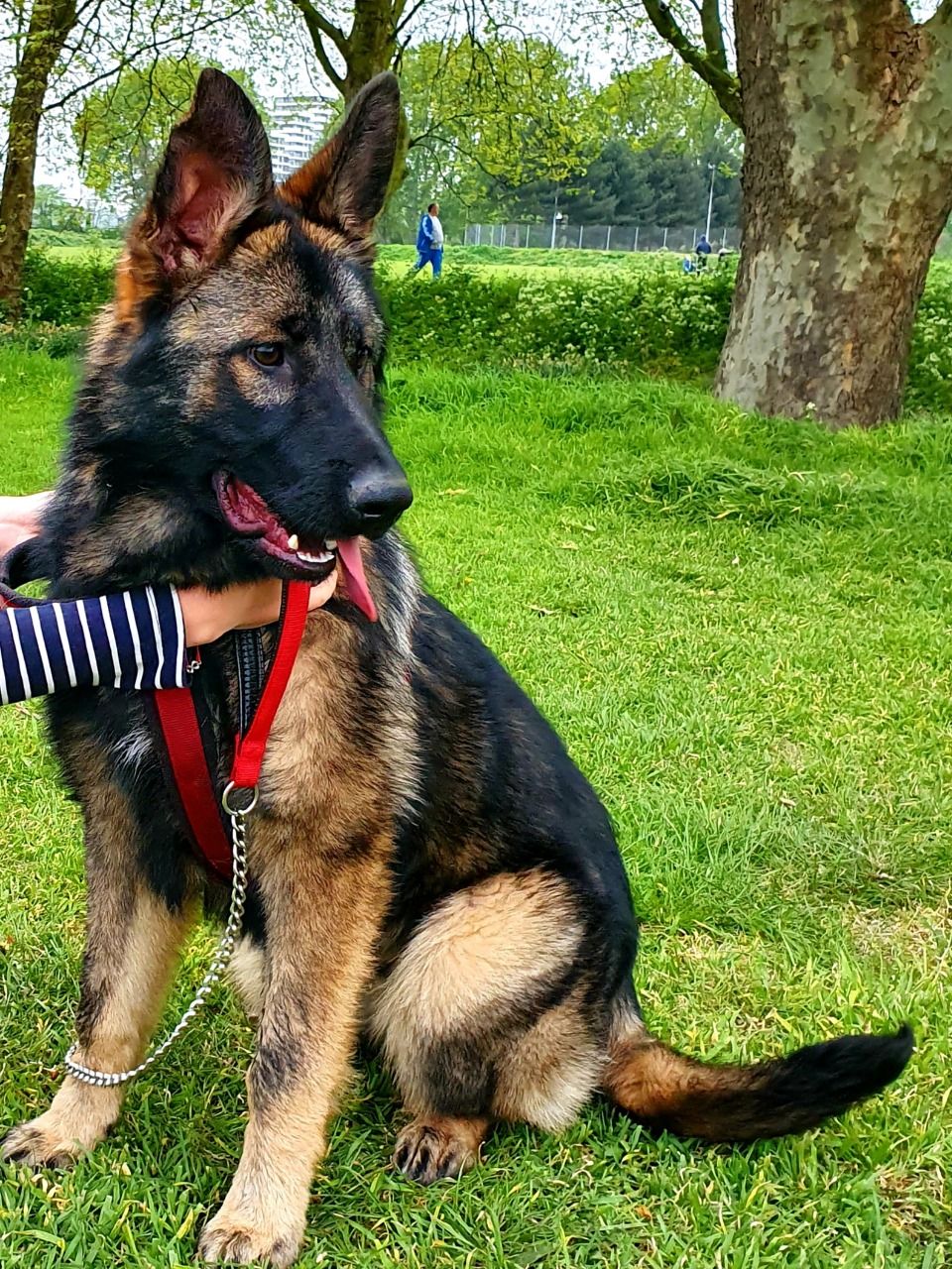 How to Care For a 6-month-old German shepherd puppy