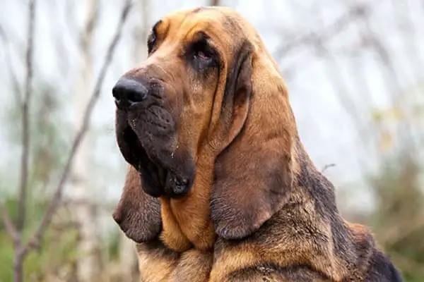 How to Train German Shepherd Bloodhound Mix