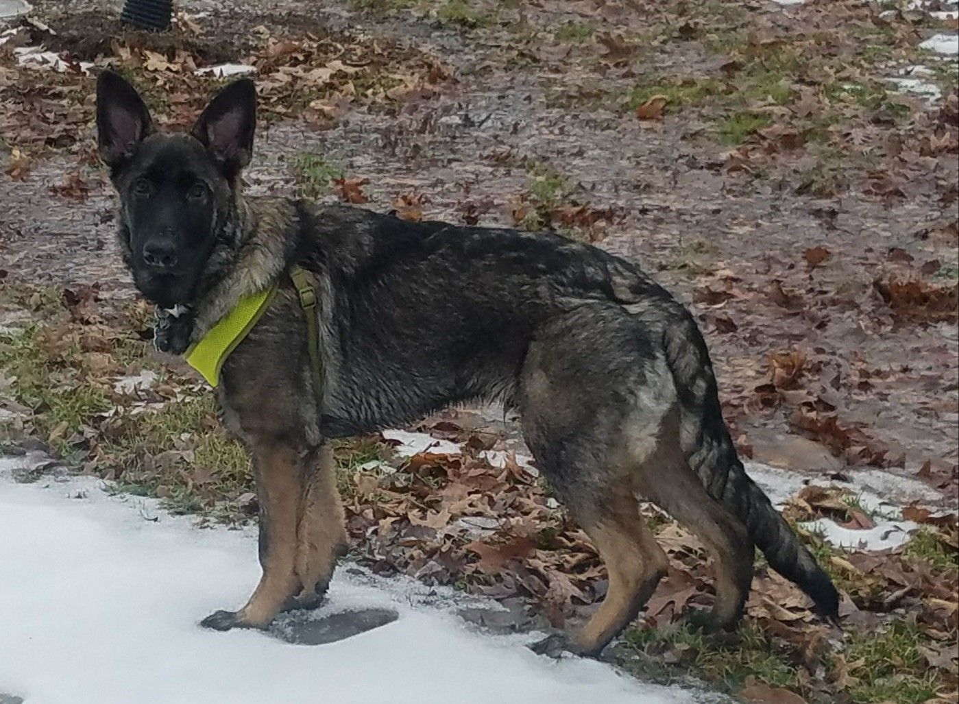 Can German Shepherd Husky Mix See Colors?