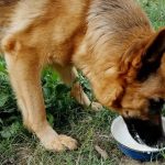 Can German Shepherds Drink Milk?