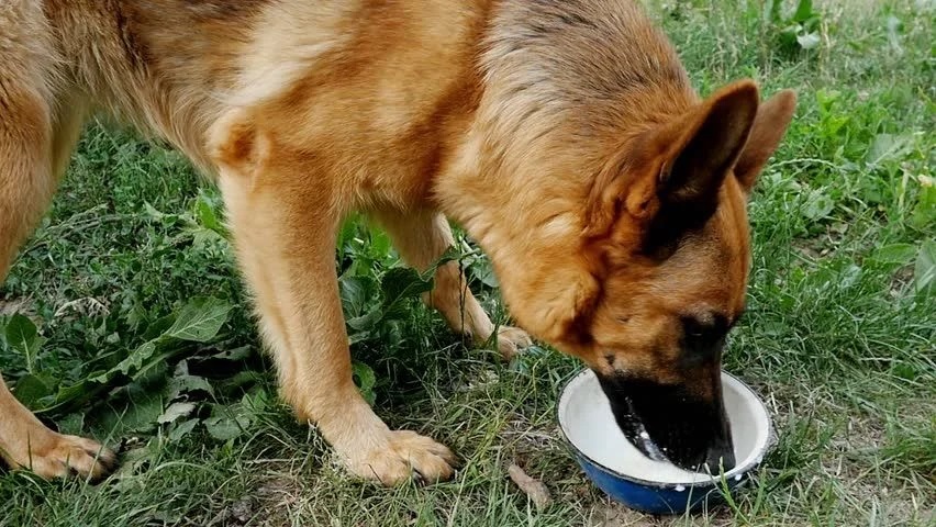 Can German Shepherds Drink Milk?