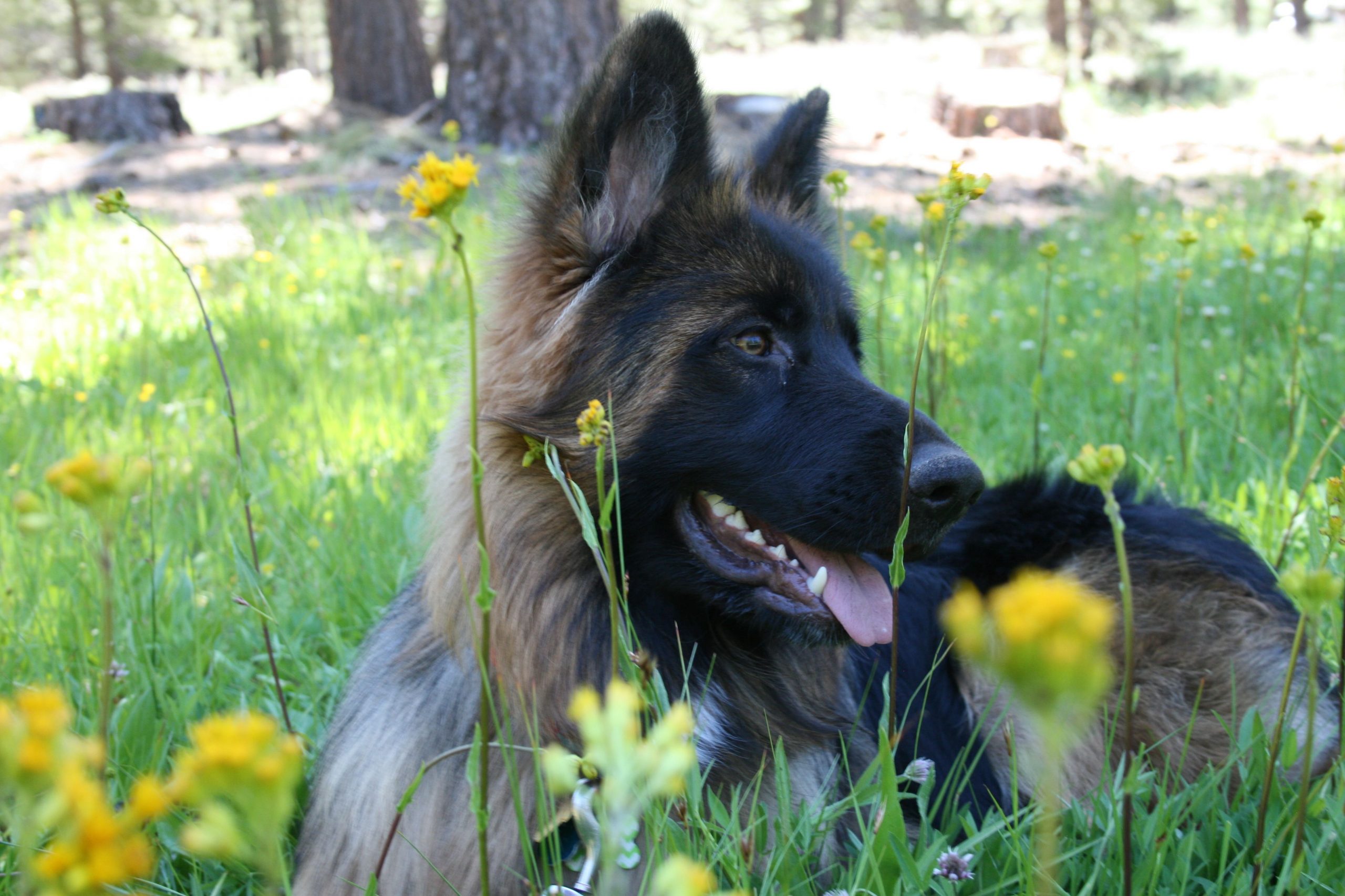 How Can German Shepherds See In The Dark?